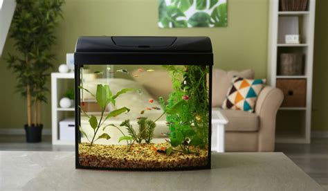 Modern fish tank ideas for home