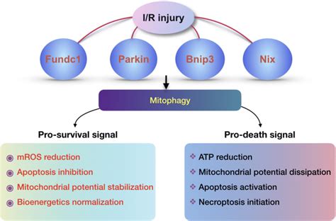 Mitophagy is governed by various adaptors. Mitophagy has multiple ...