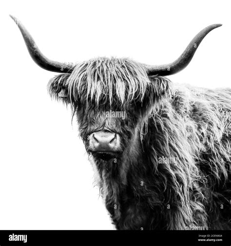 Cow Photography Black And White