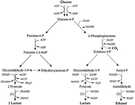 Nice Equation For Lactic Acid Fermentation Ap Physics C Formula Sheet