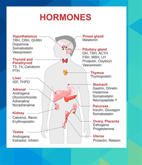 Pituitary adrenal glands - mazpa