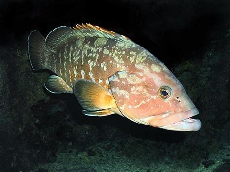 Epinephelus marginatus - Alchetron, The Free Social Encyclopedia