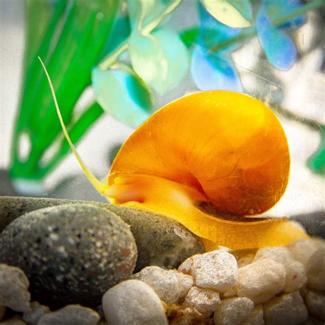 Freshwater Aquarium Snails | PetHelpful