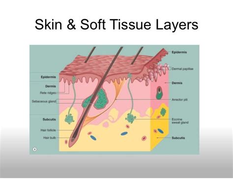 Skin, Soft Tissue, & Bone Infections Symposia - The CRUDEM Foundation