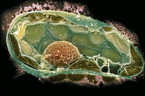 Cell Wall Structure and Function