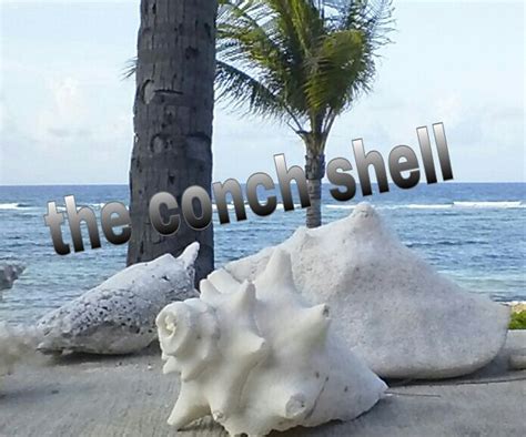 Conch Shell Horn : 5 Steps (with Pictures) - Instructables