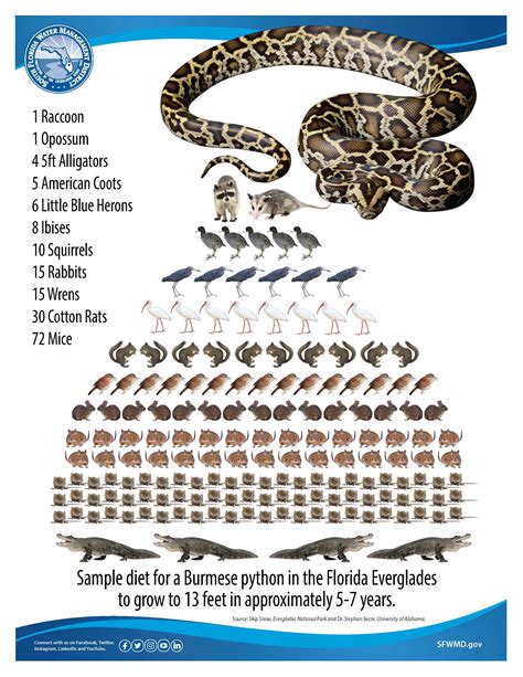 How To Get Rid Of Burmese Pythons In The Everglades? - ReptileStartUp.com