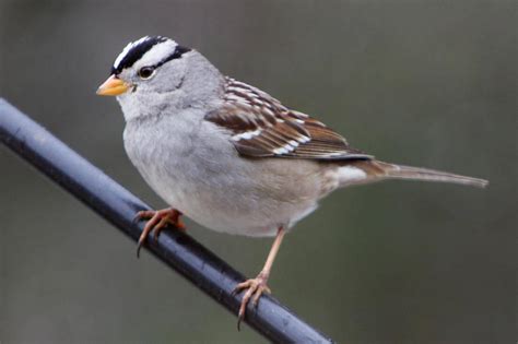 File:White-crowned Sparrow 2.jpg - FoundSF