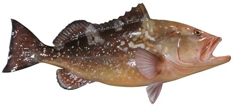 Red Grouper Fish Replica | mounted fish | fish trophy