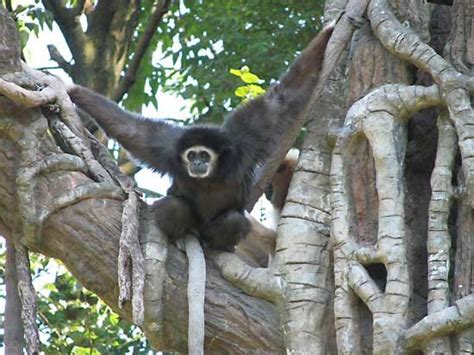 gibbon | Types, Diet, & Facts | Britannica