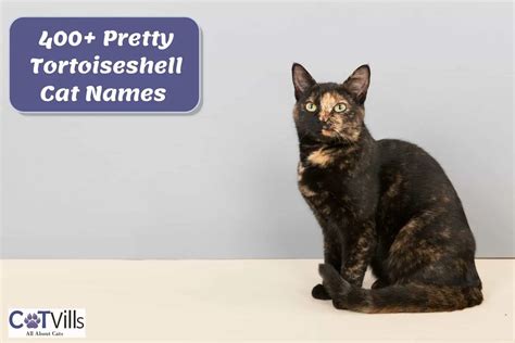 428 Tortoiseshell Cat Names That Celebrate their Unique Coat