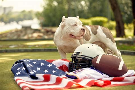 Premium Photo | American football . a dog with a unim of an american football player posing for ...