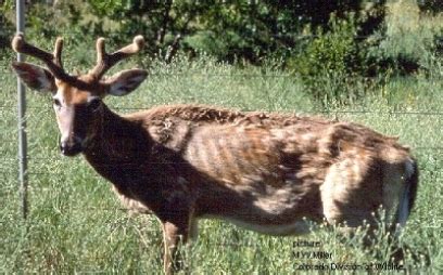 3 New Cases of CWD Detected in Wild Deer