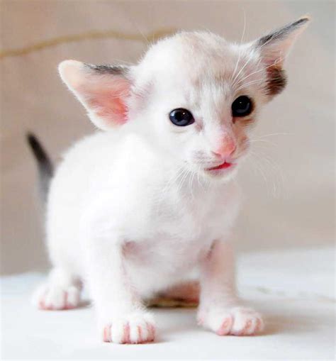 Oriental Shorthair Info, History, Personality, Kittens, Diet, Pictures