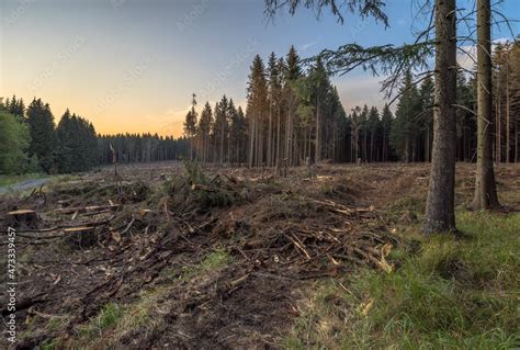 Spruce trees damaged by bark beetle infestation Stock Photo | Adobe Stock