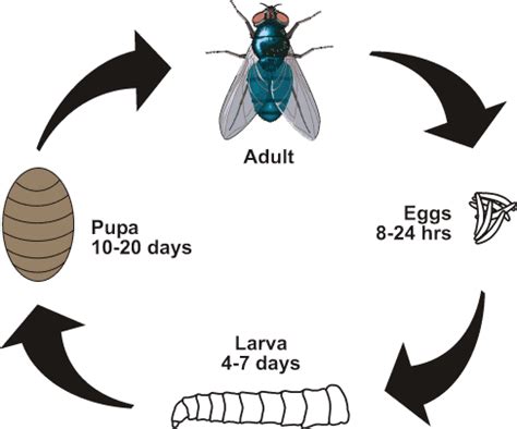 Example and Life cycle of Flies - How Flies Feed