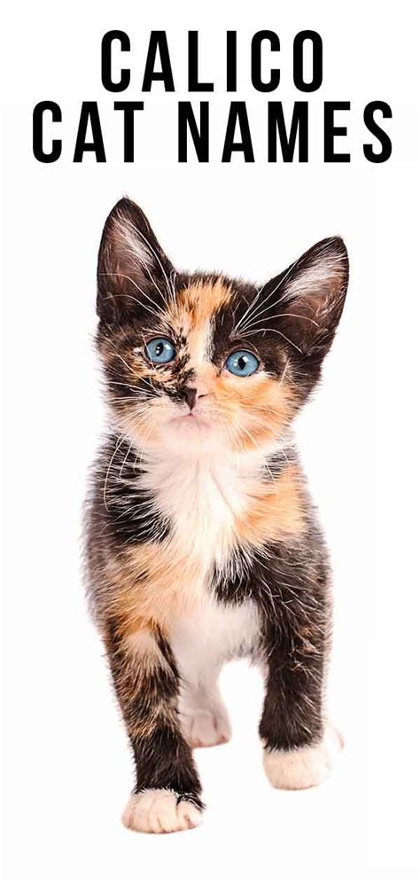 17+ Cute Calico Cat Names - Furry Kittens