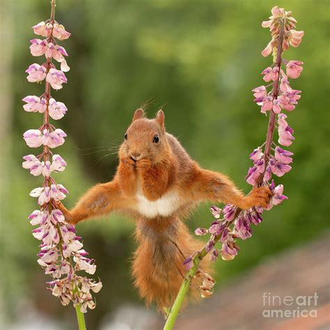 Red Squirrel Standing Between 2 Lupine Flowers With Spread Legs ...