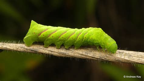 Sphinx moth caterpillar, Sphingidae | Moth caterpillar, Sphinx moth caterpillar, Caterpillar