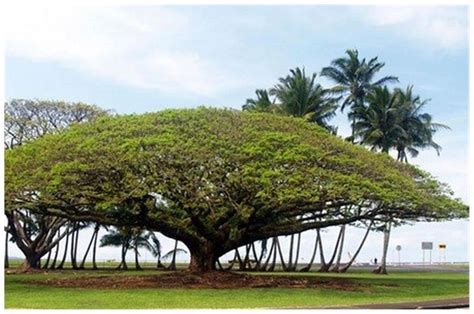 Buy Tree Seeds : Umbrella Shade Tree - Caesalpinia For Garden ...