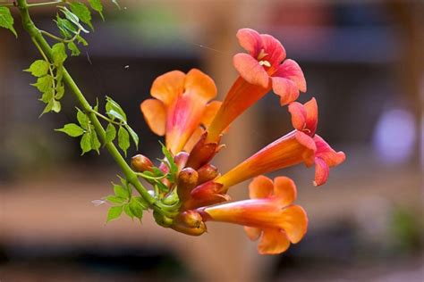 Campsis radicans (Trumpet Vine)