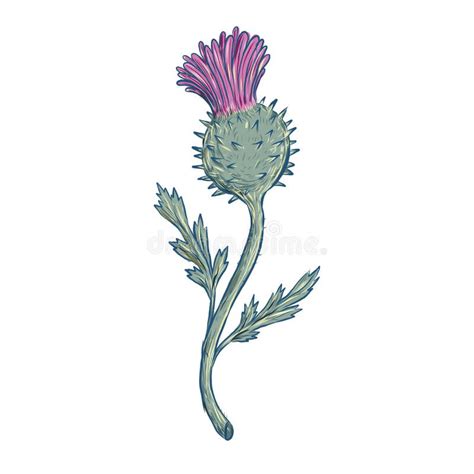 Scottish Thistle Stock Illustrations – 757 Scottish Thistle Stock Illustrations, Vectors ...