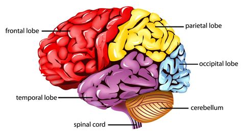 Parietal Lobe : Anatomy, Location & Function - Anatomy Info