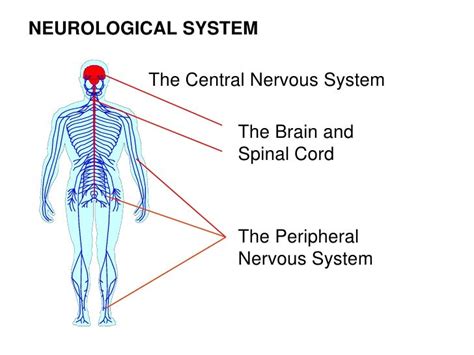 Neuromuscular System