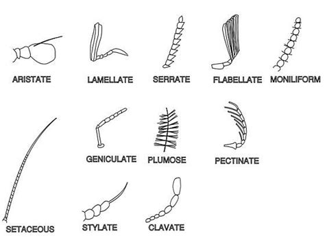 Insect antenna forms | Insect anatomy, Insects, Macro photography insects