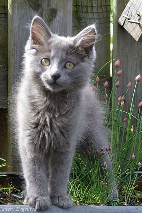 68 best Nebelung Cats images on Pinterest