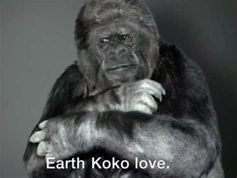 Koko the Gorilla has an important sign language message about protecting the environment ...