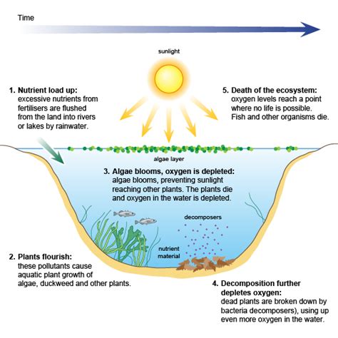 Eutrophication - Water Pollution Awarness