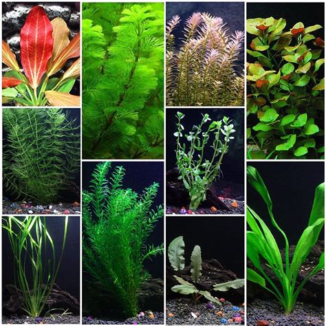 10 Species Aquarium Plant Bundle – Easy Freshwater Plants | Freshwater ...