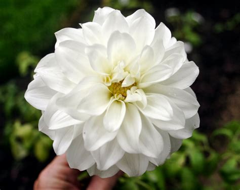 White Dahlia Wallpapers | Beautiful Flowers Wallpapers