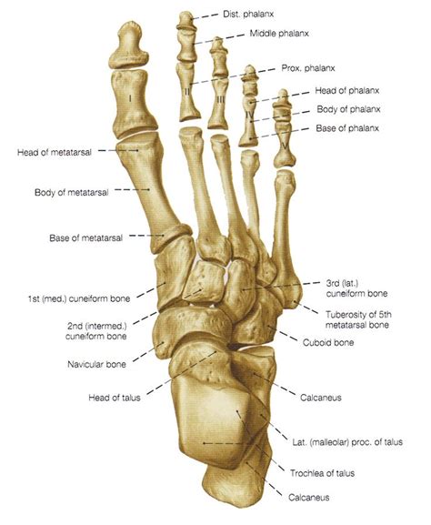 Bones In Foot - Hottie Fuck