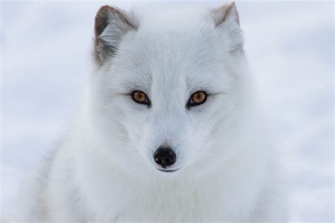 Arctic Foxes