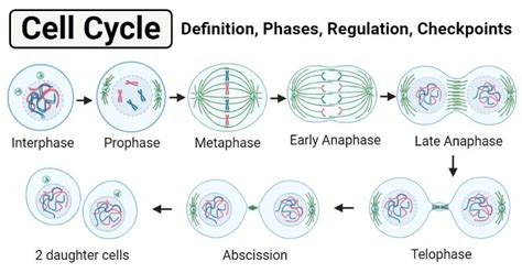 Cell Cycle- Definition, Phases, Regulation and Checkpoints | Cell cycle, Cell division, Cycle ...