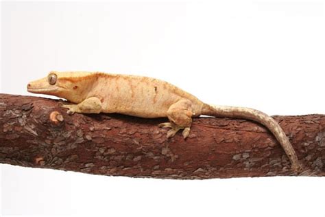 Which Gecko Species Is Right For You? - Reptiles Magazine