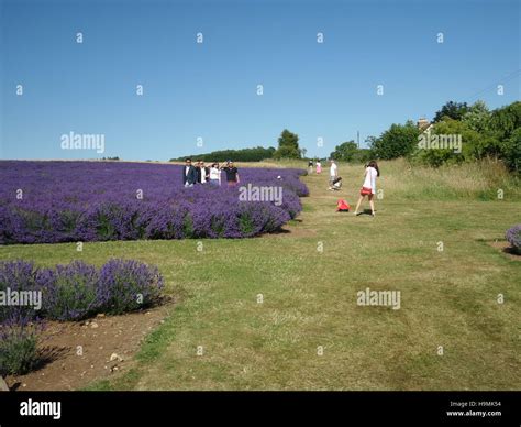 tourists photographing lavender fields Stock Photo - Alamy