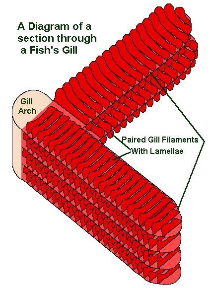 Fish Gill Diagram