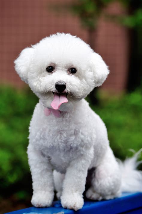 20 Dogs That Don't Shed Much - Hypoallergenic Dog Breeds