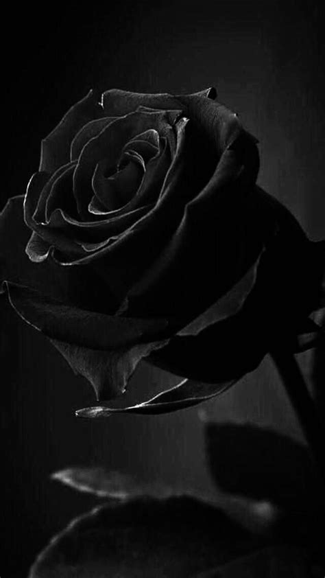 Aesthetic Black Rose Wallpapers - Wallpaper Cave