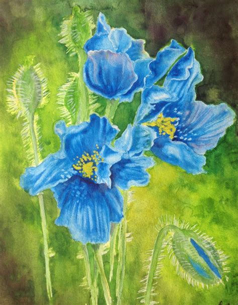 Himalayan Blue Poppies. V2. Watercolour. | Watercolor art, Poppies, Watercolor