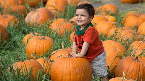 Cal Poly Pomona Pumpkin Festival to Kick Off ‘Month of Pumpkins ...