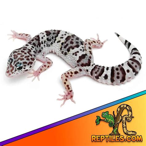 Tug snow leopard geckos for sale | baby tug snow leopard gecko