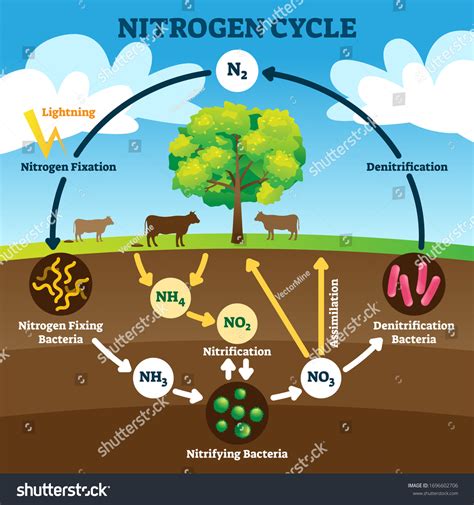 Nitrogen Cycle Diagram Simple