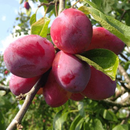 Plum Tree Guide - Identify, Grow, Harvest, & Propagate ;)