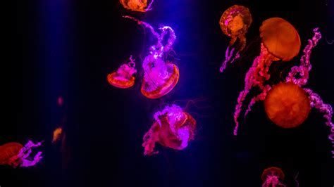 1920x1080 Jellyfishes Underwater 5k Laptop Full HD 1080P ,HD 4k Wallpapers,Images,Backgrounds ...