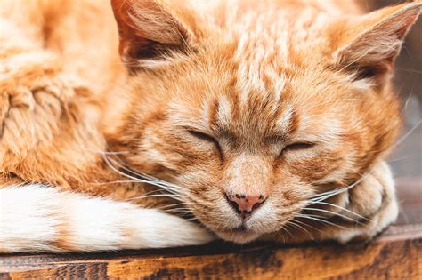 Sleeping Ginger Cat Free Stock Photo | picjumbo