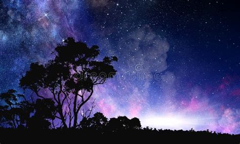 Night forest scene stock image. Image of universe, forest - 115345467